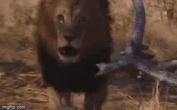 Video: Chơi trò đánh lén rồi bỏ chạy với sư tử, linh cẩu nhận cái kết đắng ngắt