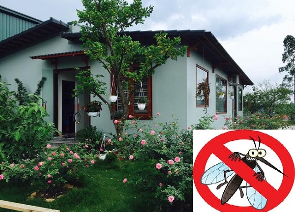 Biện pháp đuổi muỗi trong nhà hiệu quả không cần dùng thuốc độc hại