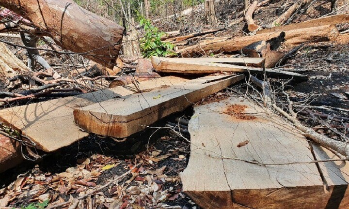 Gia Lai: Tạm giữ 6 đối tượng để điều tra vụ phá rừng, khai thác trái phép 103m3 gỗ 