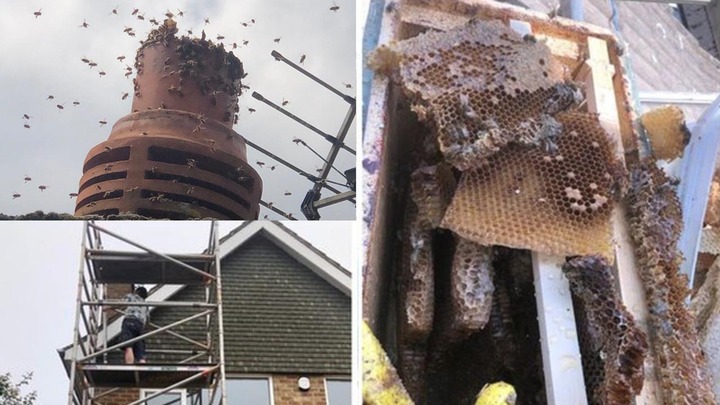 Video: Chuyển đến nhà mới, vợ chồng tá hỏa phát hiện 160.000 con ong trong ống khói