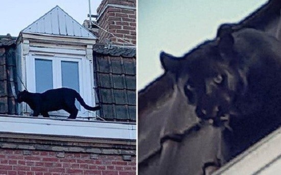 Tin tức thời sự mới nóng nhất hôm nay 1/7/2020: Nghi vấn xuất hiện 2 con báo đen ở Đồng Nai