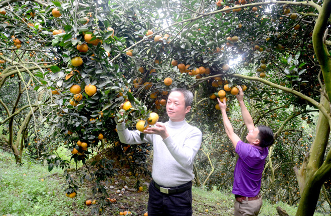 Tậu nhà lầu, xe hơi từ trồng cam, cả làng nhan nhản tỷ phú