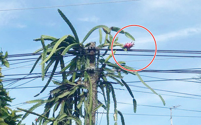 Trồng phải cây thanh long ra đúng 1 quả mọc ở chỗ hiểm, chủ nhà chỉ biết