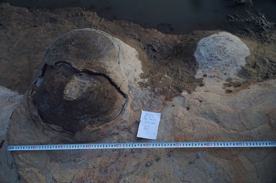 Gia Lai: Phát hiện hóa thạch nghi Cúc đá 200 triệu tuổi ở mép sông Ba