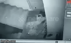 Video: Báo hoa mai đột nhập khu dân cư, tung đòn hiểm đoạt mạng chó nhà