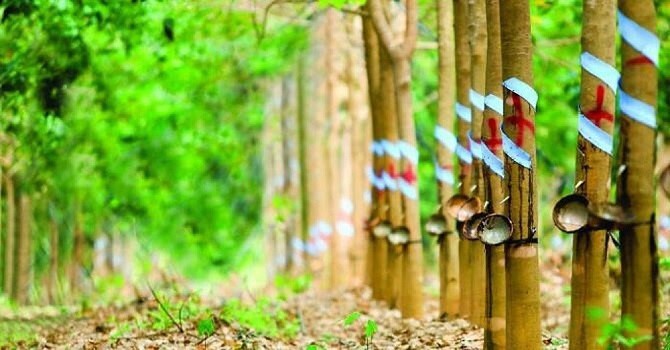 Phước Hòa chuẩn bị trình việc thành lập 2 khu công nghiệp mới quy mô hơn 1.700 ha