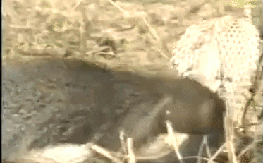 Video: Cầy Mangut trừng trị rắn hổ mang cực độc và cái kết cay đắng cho kẻ thua cuộc