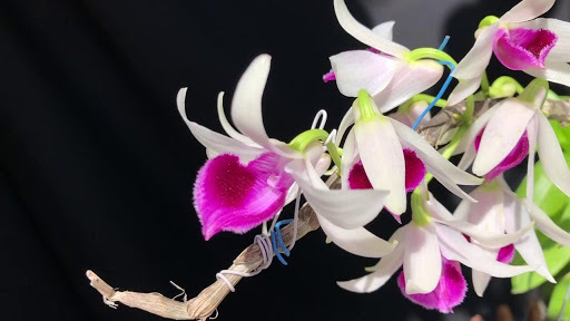 Tạm giữ nghi can trộm 2 cây lan đột biến gen trị giá gần 1 tỷ đồng