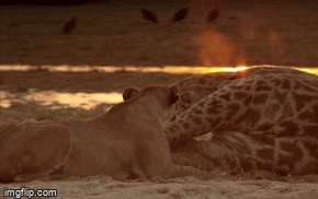 Video: Thua về thể lực, sư tử kéo 