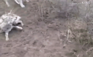 Video: Bị chó chăn cừu tấn công, chó sói hung dữ cắn trả nhưng vẫn thất bại thảm hại