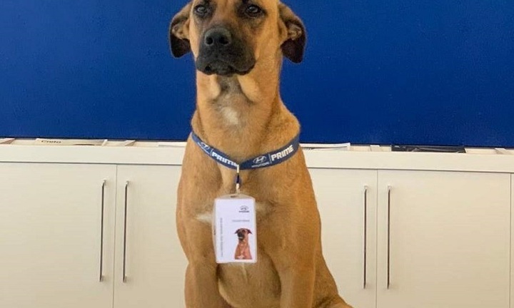 Tin tức đời sống mới nhất ngày 6/8/2020: Chú chó đổi đời khi lạc vào đại lý ô tô