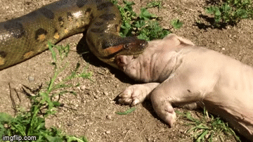 Video: Rợn người cảnh trăn Anaconda nặng hơn nửa tấn nuốt chửng lợn rừng 