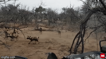 Video: Linh cẩu bị bầy chó hoang lao vào tấn công