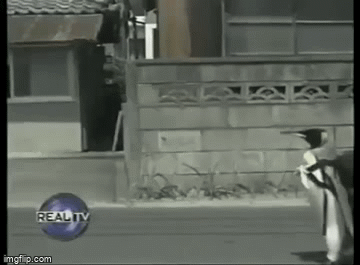 Video: Chú chim cánh cụt đáng yêu nhất