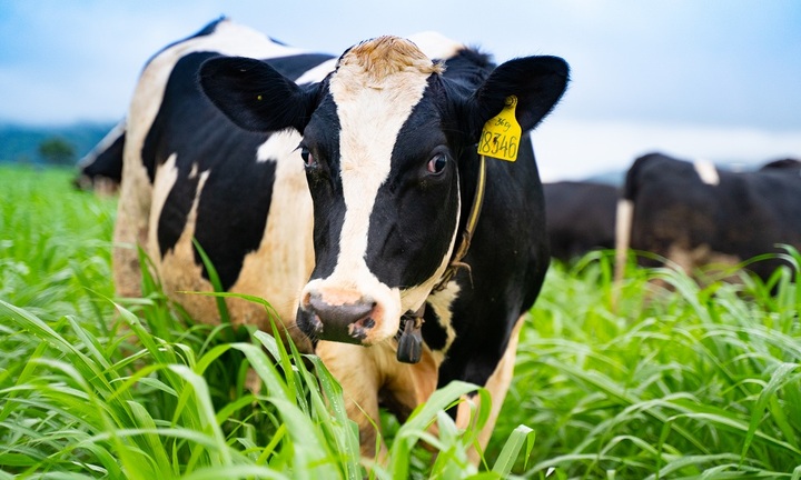 Sữa tươi chất lượng cao vượt trội 3.5g đạm và 4.0g béo – Thành quả mới của trang trại bò sữa NutiMilk