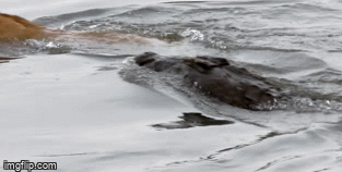 Video: Vừa xuống sông, sư tử đã lọt vào tầm ngắm của cá sấu, suýt trở thành miếng mồi ngon của 