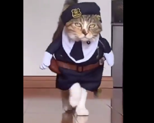 Video: Chú mèo catwalk quá thần thái khiến dân mạng trầm trồ ngưỡng mộ