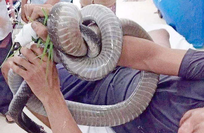 Vụ mang rắn hổ mang chúa 