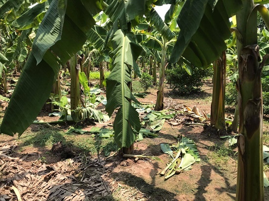 Tin tức pháp luật mới nhất ngày 5/9/2020: Bắt giữ nghi phạm hiếp dâm bé gái 12 tuổi ở vườn chuối