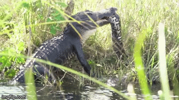 Video: Cá sấu tấn công trăn khổng lồ đến chết