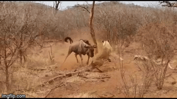 Video: Sư tử choáng váng khi bị linh dương tấn công dồn dập