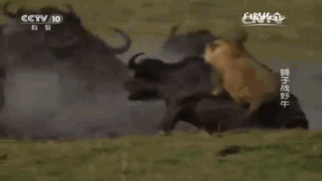 Video hiếm: Trâu rừng hung dữ quăng quật, dìm chết sư tử