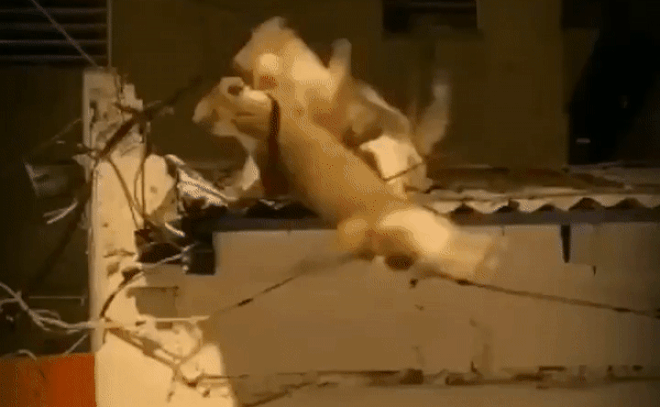 Video: Hai chú mèo đánh nhau trên mái nhà vô tình cover lại cảnh phim 