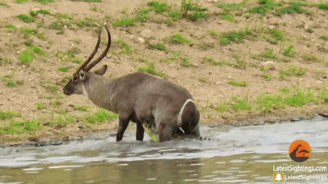 Video: Bị cắn chặt bụng, linh dương tung đòn đạp thẳng vào mặt cá sấu