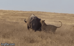 Video: Gặp trâu rừng 