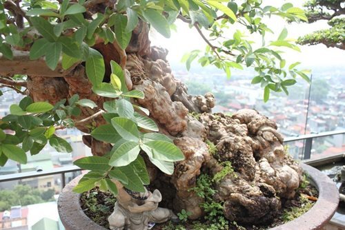 Chiêm ngưỡng cây ổi bonsai tiền tỷ thế độc lạ khiến nhiều người mê mẩn của vị đại gia ngành nhựa