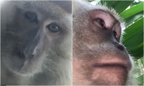 Video: Khỉ ngộ nghĩnh chụp selfie đầy máy, chủ nhân xem ảnh không thể nhịn cười