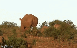 Video: Thấy sư tử nhăm nhe ăn thịt con non, tê giác mẹ xoay người, tung 