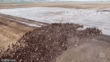 Video: 10.000 con vịt