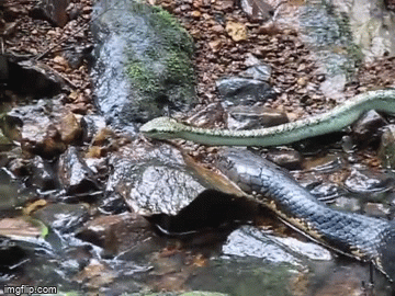 Video: Hổ mang chúa săn rắn lục, không ngần ngại