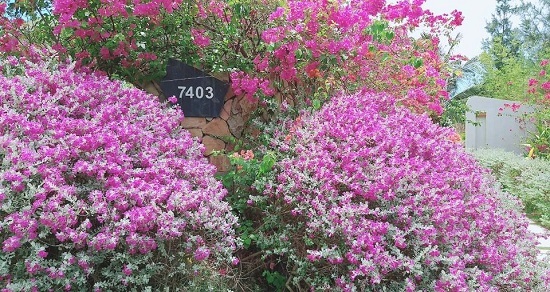 Phát hiện thiên đường sống ảo với background hoa cỏ lãng mạn nhất Quy Nhơn