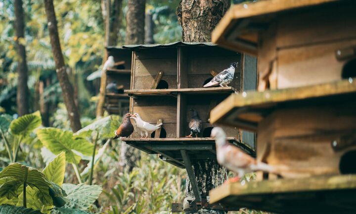 Bí ẩn về thị trấn trên núi Ba Vì bị lãng quên và lời đề nghị nhã nhặn bài cuối: Đừng tiếp tục lãng phí di sản-tài sản