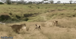 Video: Hoa mắt vì đói, linh cẩu định ăn thịt sư tử non nhưng phải trả cái giá khó ngờ