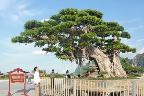 Sanh cổ trị giá 1 triệu đô 