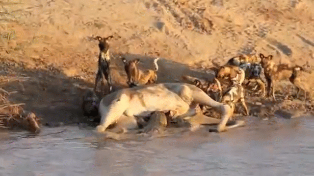 Video: Cá sấu và bầy chó hoang giao tranh cướp mồi, kẻ nào cũng cố giành phần thắng