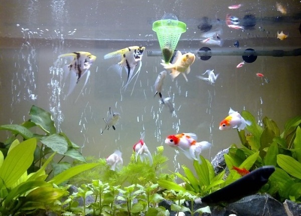 Không phải cứ thích là được, nuôi thú cưng cũng cần hợp mệnh để