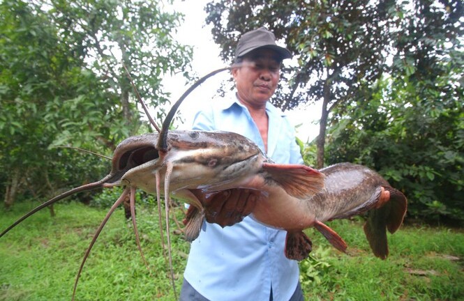 Bơm nước ngoài ruộng, lão nông bắt được cá trê 