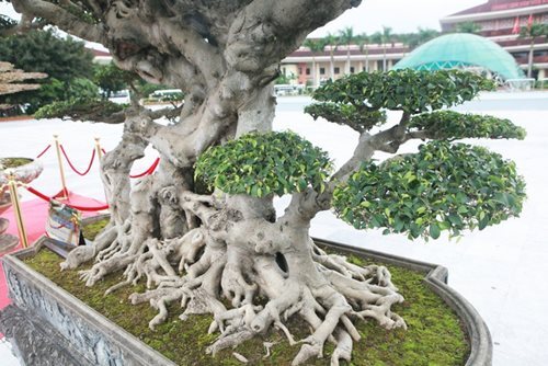 Chiêm ngưỡng “siêu cây thuyền rồng” đẹp từng centimet, đại gia Hải Dương phải trả hơn 5 tỷ mới sở hữu được