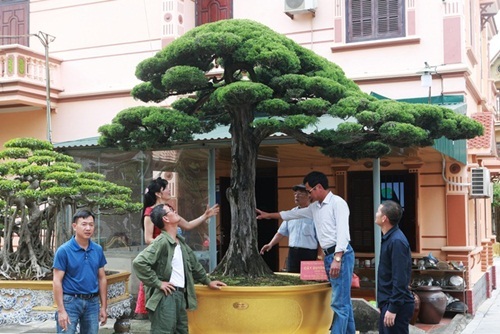 Bộ sưu tập tùng cổ triệu đô của nữ đại gia Phú Thọ từ bỏ đam mê siêu xe quyết 