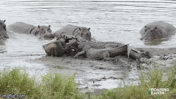 Video: Đàn hà mã