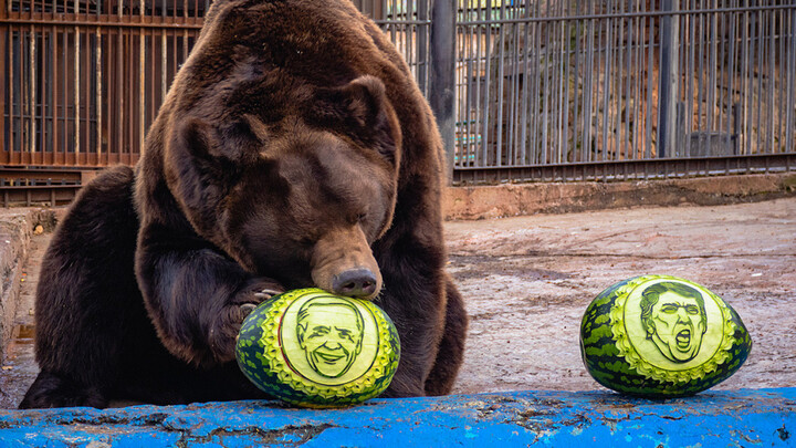 Video: Gấu và hổ 