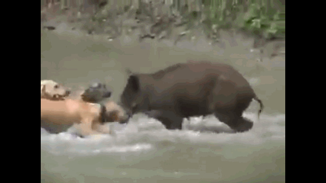 Video: Kinh hoàng cảnh lợn rừng 