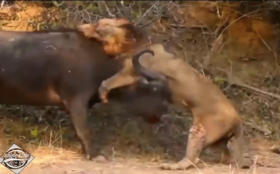 Video: Trâu rừng dùng 