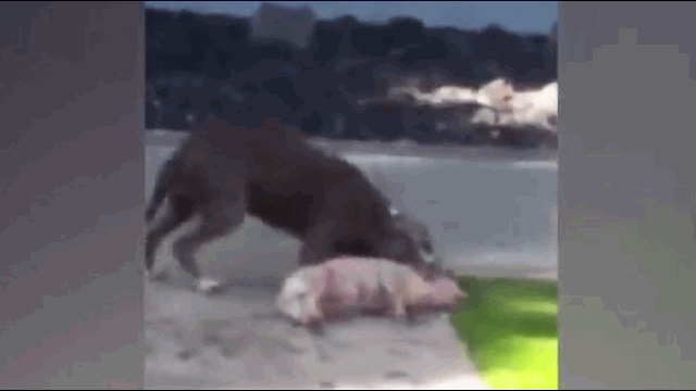 Video: Chứng kiến Pitbull đoạt mạng chó cưng, bà chủ liên tục kêu gào, cầu xin
