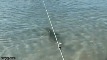 Video: Thấy cá mập, chú chó