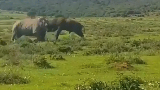 Video: Trâu rừng tung độc chiêu húc văng tê giác trong tích tắc